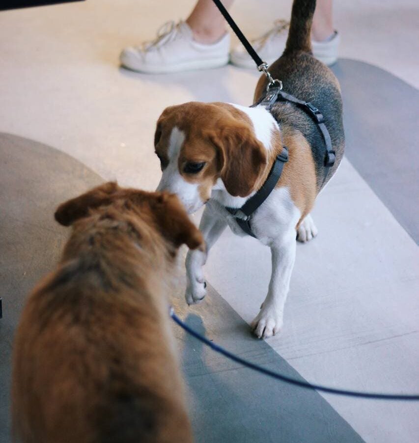 State of the pet market in Ukraine: What did the war change?