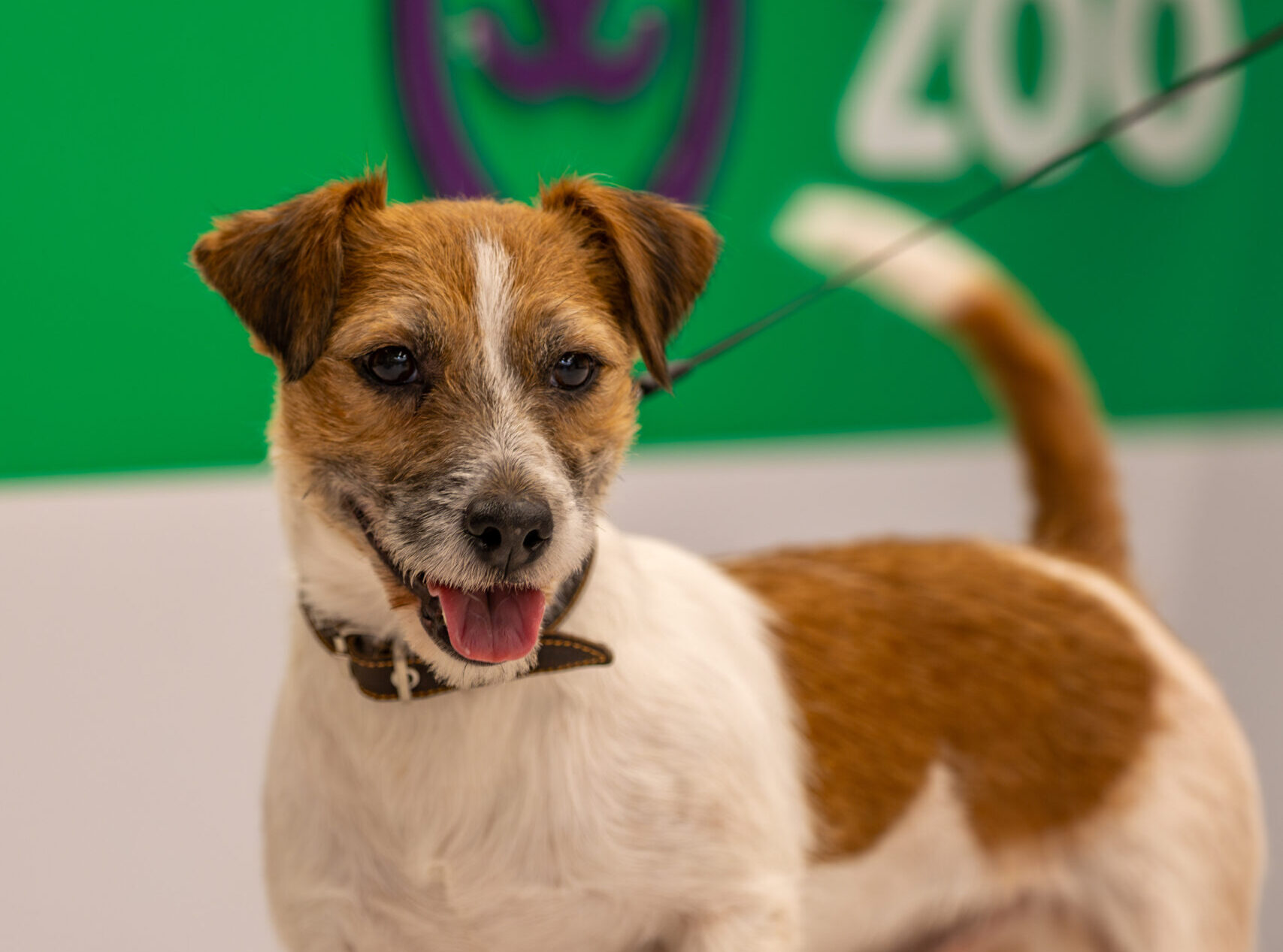 From cats to crocodiles: about the pets of Ukrainians and how much they’re spending on them