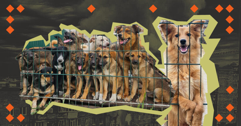 How Kharkiv rescues four-legged friends during the war